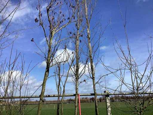 Haagbeuk - Vormboom (2x)