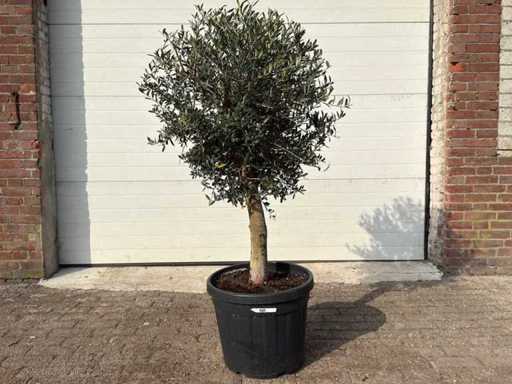 Olivier Floride - Olea Europaea - Hauteur environ 170 cm 