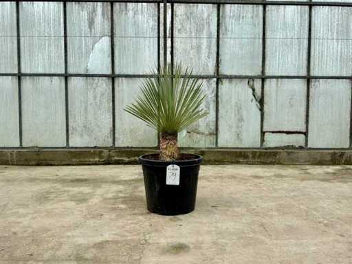 Palme (Yucca rostrata)