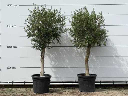 2x Olivenbaum Florida – Olea Europaea – ca. 25 Jahre alt – Höhe ca. 180 cm