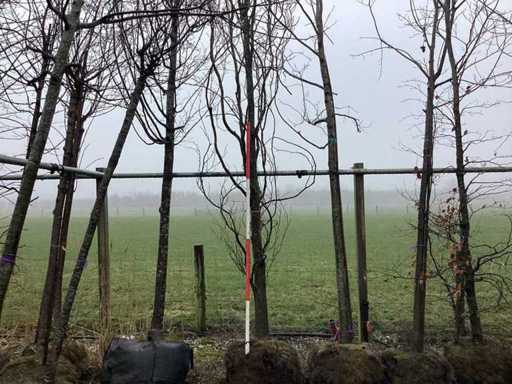 Yellow columnar beech - topiary tree