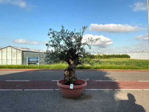 Olivier (Olea Europaea Lessini)