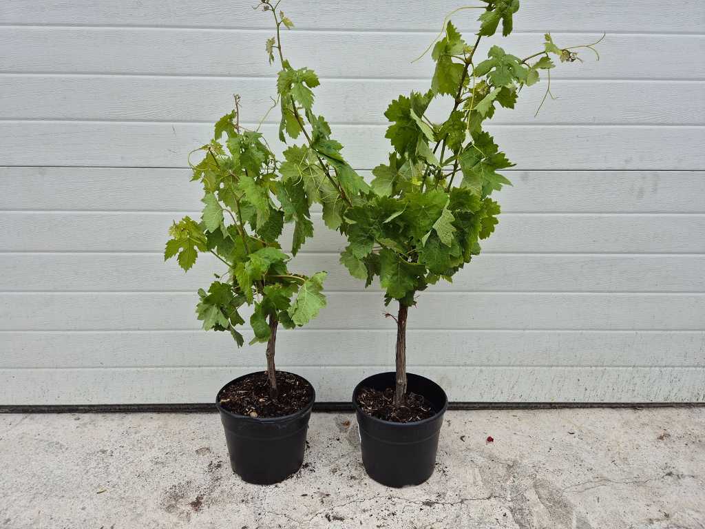 2x Arbuste à raisin - Vitis Vinifera - Arbre fruitier - hauteur env. 80 cm