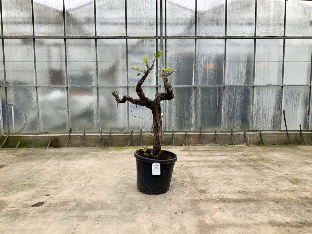 grape tree (Vitis Vinifera)
