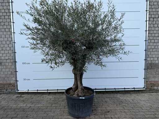 Olivenbaum-Bonsai – Olea Europaea – ca. 80 Jahre alt – Höhe ca. 220 cm