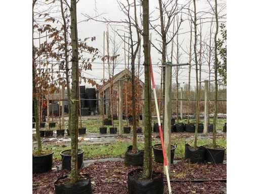 Słodka guma – drzewo ozdobne