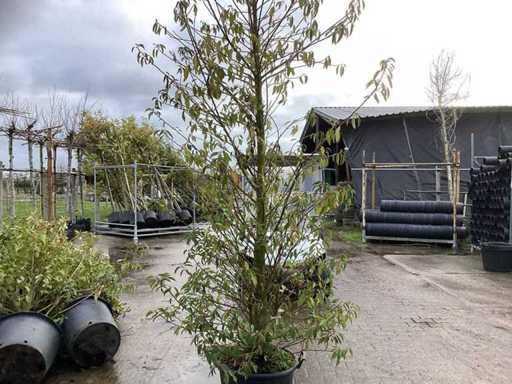 Wawrzyn portugalski – drzewo wielołodygowe