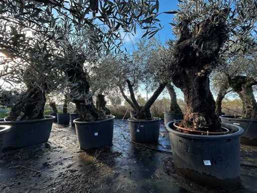 Olive Trees in Pots ( 3x)