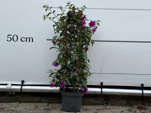 Bougainvillea-Purpurbogen – Bougainvillea Glabra Sanderiana – Höhe ca. 70 cm