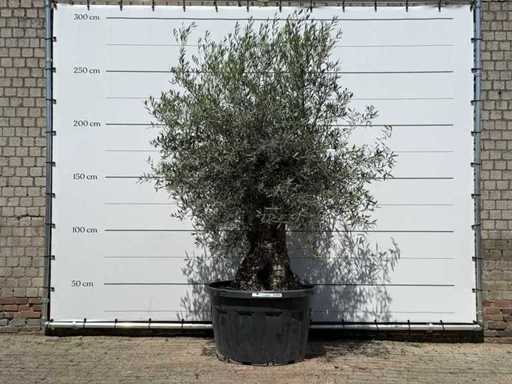 Bonsai de măslin - Olea Europaea - aprox. 80 de ani - înălțime aprox. 280 cm