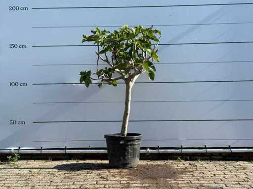 Figuier bas - Ficus Carica - hauteur environ 160 cm