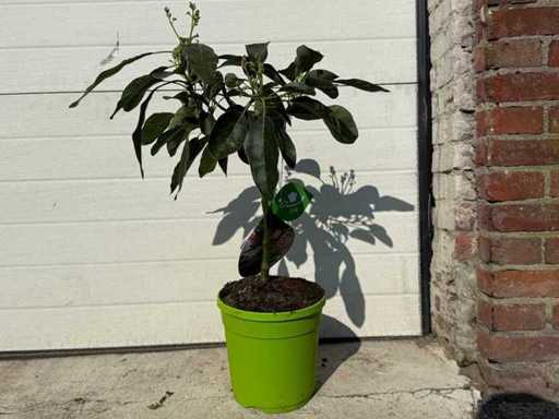 Avocadobaum – Persea Americana – Höhe ca. 60 cm