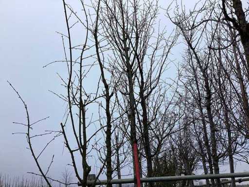 Tei cu frunze mici - Arbore topiar