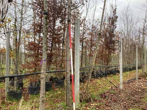 Gruszka ozdobna – Drzewo ozdobne