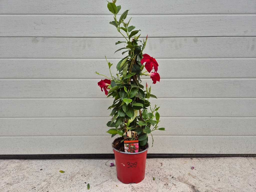 Mandeville Red - Dipladenia - height approx. 60 cm