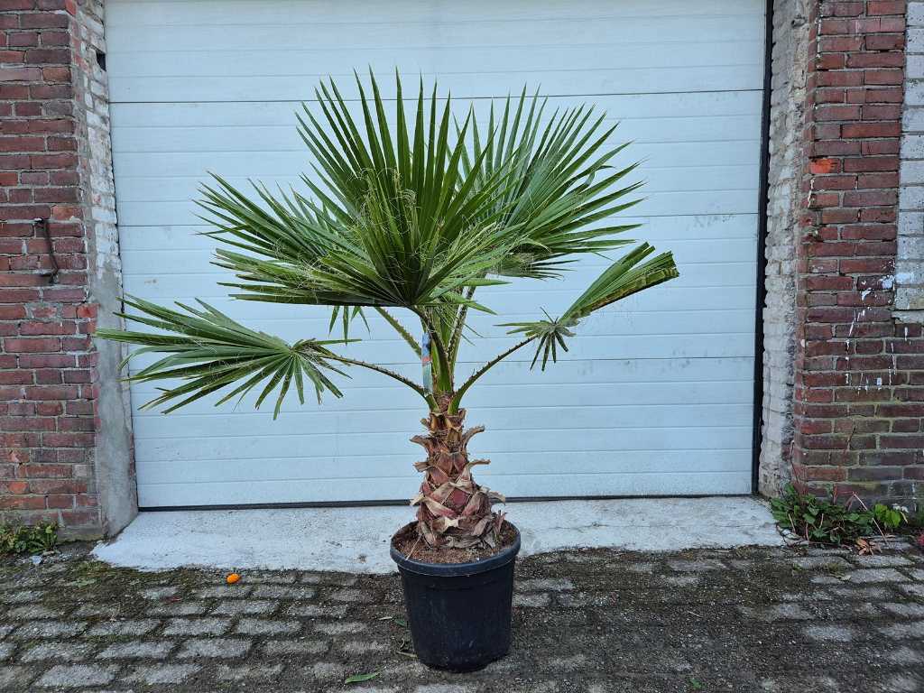 Mexican Fan Palm - Washingtonia Robusta - Arbore mediteranean - înălțime aprox. 180 cm