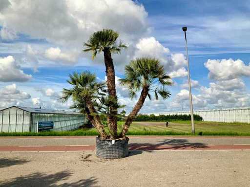 Wielopniowa palma (Chamaerops Humilis)