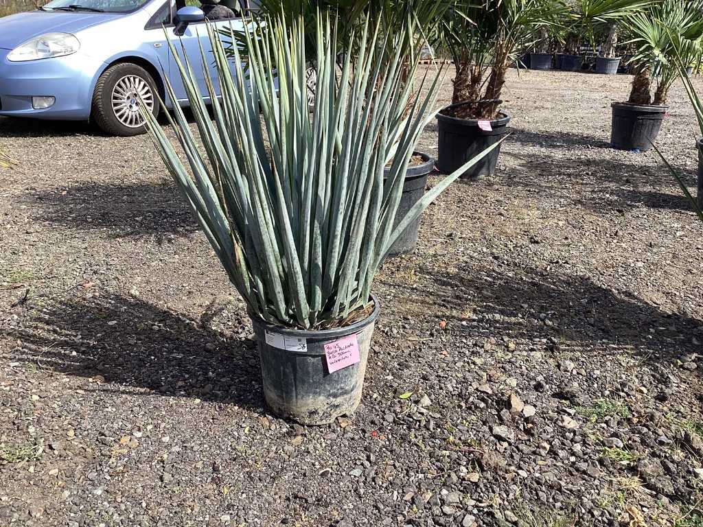 Yucca Rostrata (rustique)