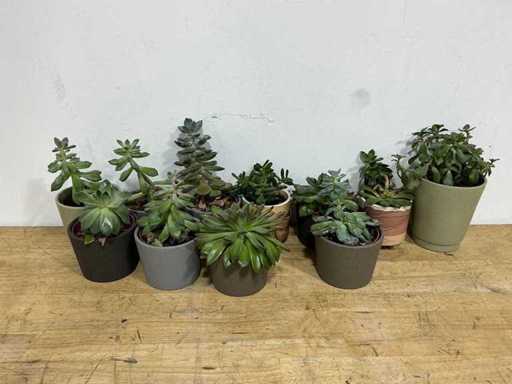 Diverse plant (10x)