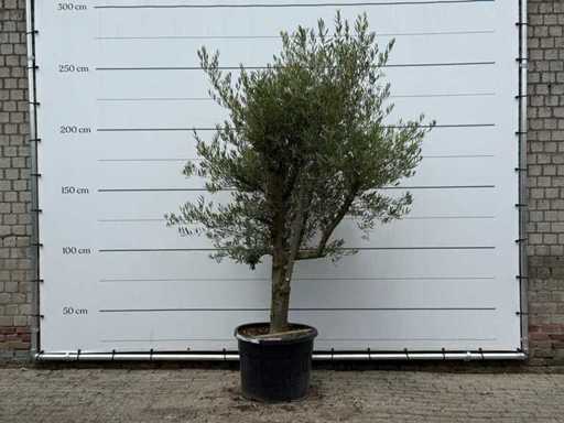 Olijfboom Piel Joven - Olea Europaea - ca. 40 jaar oud - hoogte ca. 250 cm