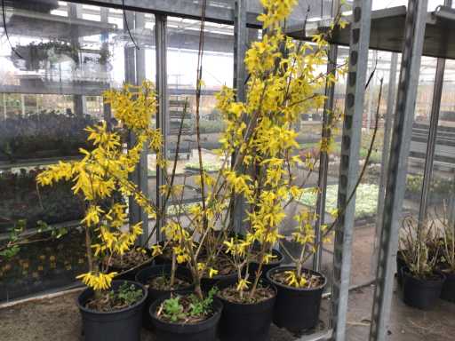 Struiken - Forsythia (x50)