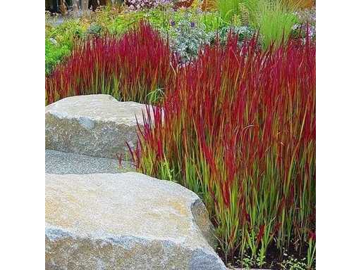 Japans bloedgras (3x)