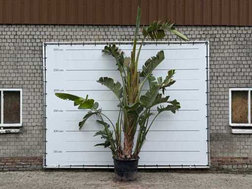 Pianta uccello del paradiso XL - Strelitzia Augusta - altezza circa 280 cm