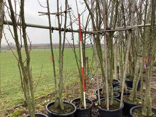 Mărul crab - Pom cu mai multe tulpini