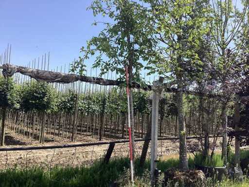 Green Ornamental Apple - Ornamental Tree