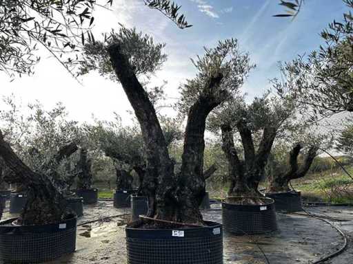 Centuries-old olive tree in basket