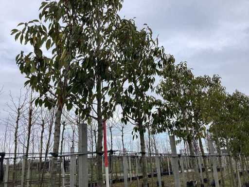 Laurul portughez - Arbori veșnic verzi