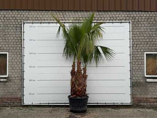 Palmier éventail mexicain XL à tiges multiples - Washingtonia Robusta - hauteur environ 280 cm