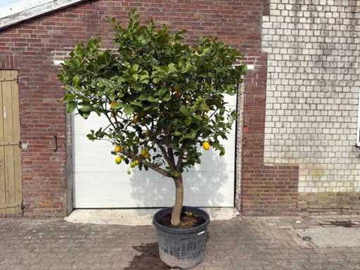 Citroenboom - Citrus Limon - Vrucht- / fruitboom - hoogte ca. 260 cm 