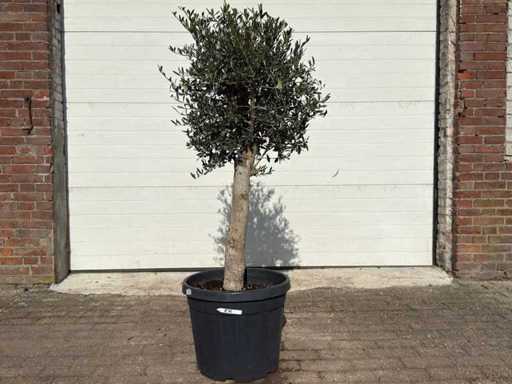 Olivier Floride - Olea Europaea - Hauteur environ 170 cm 