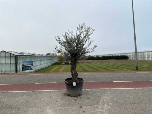Olivenbaum (Olea Europaea Lessini)