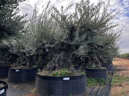  Olive tree in exemplary basket