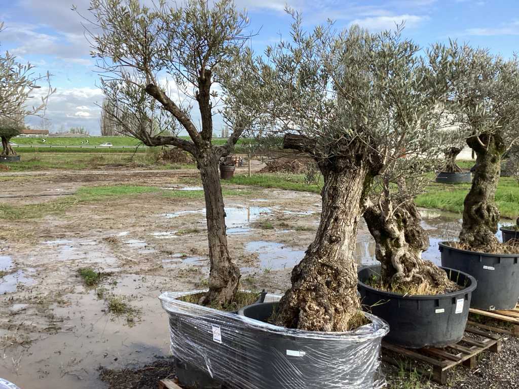 Măslini în ghiveci (2x)