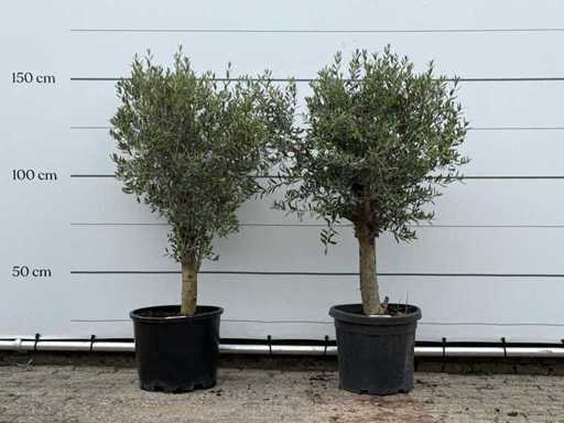 2x Olive tree Florida - Olea Europaea - aprox. 25 de ani - înălțime aprox. 160 cm