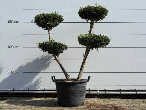 Olive tree pompon - Olea Europaea - approx. 40 years old - height approx. 180 cm