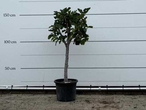 Fico a tronco basso XL - Ficus Carica - altezza circa 150 cm