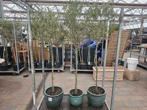 Set de 3 măslini într-un ghiveci ceramic nobil - Hardy