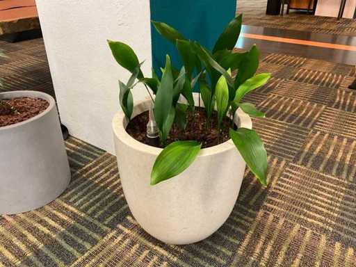 Plante hydroponique avec pot