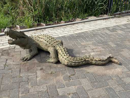 Crocodil de bronz 