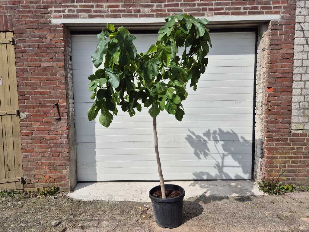 Vijgenboom - Ficus Carica - Vrucht- / fruitboom - hoogte ca. 200 cm