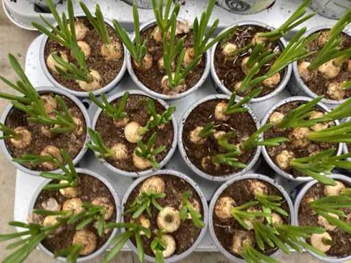 Flower bulb mix (200x)