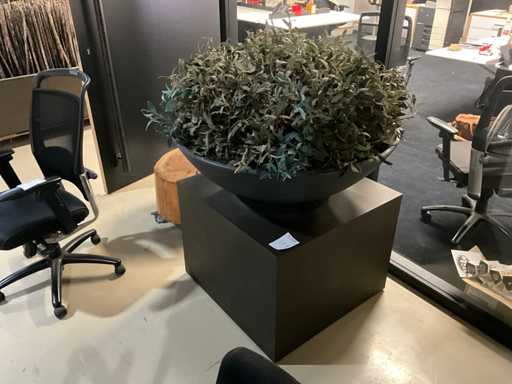 Plantă artistică, măsline cu ghiveci pe cubul de prezentare