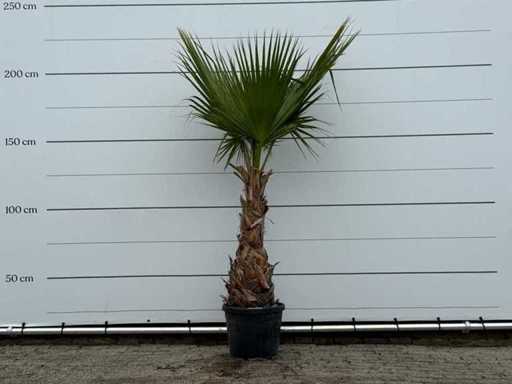 Mexicaanse waaierpalm - Washingtonia Robusta - hoogte ca. 200 cm