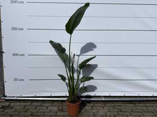 Fleur d’oiseau de paradis - Strelitzia Augusta - Jardin et plante d’intérieur - hauteur environ 170 cm