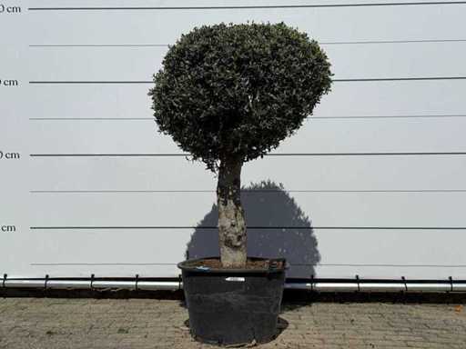 Olivo sferico L - Olea Europaea - circa 40 anni - altezza circa 180 cm