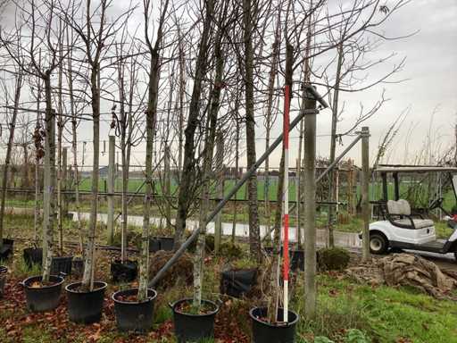 Sweet gum - Parkboom (5x)